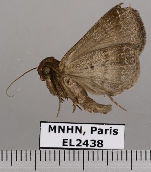  (Coremagnatha orionalis - EL2438)  @14 [ ] CreativeCommons - Attribution (2015) MNHN Muséum national d'Histoire naturelle