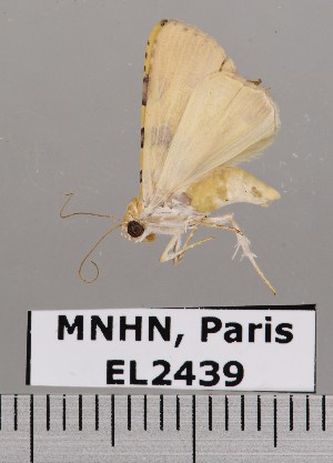  (Eulepidotis hermura - EL2439)  @13 [ ] CreativeCommons - Attribution (2015) MNHN Muséum national d'Histoire naturelle