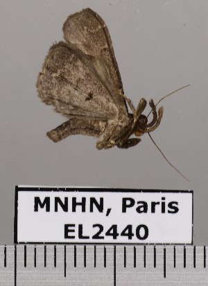 (Lascoria anxa - EL2440)  @12 [ ] CreativeCommons - Attribution (2015) MNHN Muséum national d'Histoire naturelle