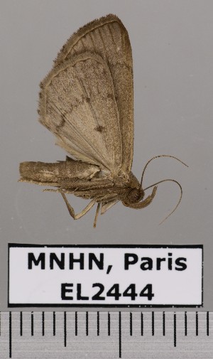  (HerminiinaeGEN sp. JB650 - EL2444)  @14 [ ] CreativeCommons - Attribution (2015) MNHN Muséum national d'Histoire naturelle