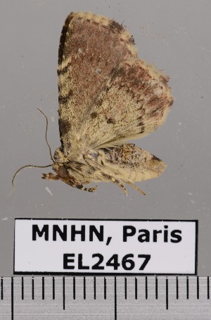  (Polypogon histrio - EL2467)  @12 [ ] CreativeCommons - Attribution (2015) MNHN Muséum national d'Histoire naturelle