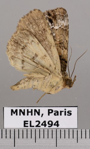  ( - EL2494)  @12 [ ] CreativeCommons - Attribution (2015) MNHN Muséum national d'Histoire naturelle