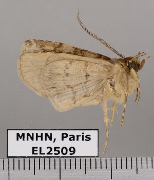  (Triommatodes padrina - EL2509)  @13 [ ] CreativeCommons - Attribution (2015) MNHN Muséum national d'Histoire naturelle