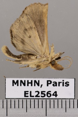  (Cladenia - EL2564)  @13 [ ] CreativeCommons - Attribution (2015) MNHN Muséum national d'Histoire naturelle