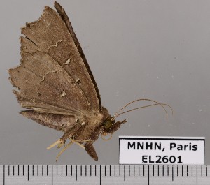  (Euclystis pallidipes - EL2601)  @13 [ ] CreativeCommons - Attribution (2015) MNHN Muséum national d'Histoire naturelle