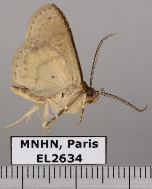  (Triommatodes aberrans - EL2634)  @14 [ ] CreativeCommons - Attribution (2015) MNHN Muséum national d'Histoire naturelle