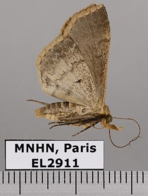  (HerminiinaeGEN sp. JB1194 - EL2911)  @13 [ ] CreativeCommons - Attribution (2015) MNHN Muséum national d'Histoire naturelle