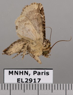  (Heterochroma eriopioides - EL2917)  @14 [ ] CreativeCommons - Attribution (2015) MNHN Muséum national d'Histoire naturelle