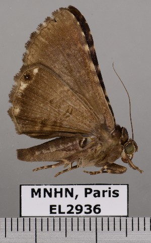  (Hypogrammodes sp. JB457 - EL2936)  @14 [ ] CreativeCommons - Attribution (2015) MNHN Muséum national d'Histoire naturelle