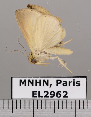  (Eulepidotis osseata - EL2962)  @14 [ ] CreativeCommons - Attribution (2015) MNHN Muséum national d'Histoire naturelle