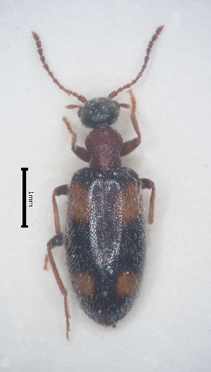  (Anthicus quadrioculatus - 14011610-2024P1C1)  @11 [ ] CreativeCommons - Attribution Non-Commercial No Derivatives (2024) Eric Lopez Eric Lopez - Ecologue Entomologiste
