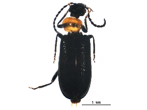  (Pedilus impressus - BIOUG32561-A10)  @14 [ ] CreativeCommons - Attribution (2017) CBG Photography Group Centre for Biodiversity Genomics