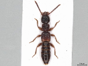 ( - BIOUG34061-G08)  @11 [ ] CreativeCommons - Attribution (2021) CBG Photography Group Centre for Biodiversity Genomics