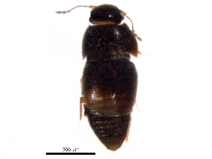  ( - BIOUG34974-C08)  @13 [ ] CreativeCommons - Attribution (2017) CBG Photography Group Centre for Biodiversity Genomics
