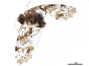  ( - BIOUG35413-H04)  @11 [ ] CreativeCommons - Attribution (2019) CBG Photography Group Centre for Biodiversity Genomics