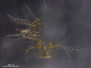  ( - BIOUG35441-A11)  @11 [ ] CreativeCommons - Attribution (2019) CBG Photography Group Centre for Biodiversity Genomics