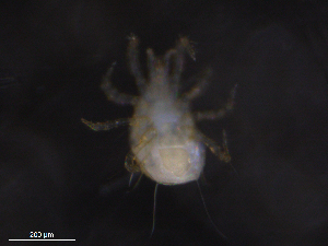  ( - BIOUG35461-D04)  @11 [ ] CreativeCommons - Attribution (2019) CBG Photography Group Centre for Biodiversity Genomics