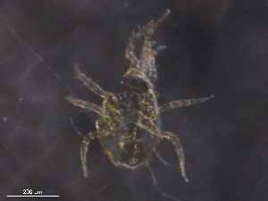  ( - BIOUG35461-H06)  @11 [ ] CreativeCommons - Attribution (2019) CBG Photography Group Centre for Biodiversity Genomics