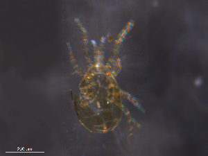  ( - BIOUG35466-E07)  @11 [ ] CreativeCommons - Attribution (2019) CBG Photography Group Centre for Biodiversity Genomics