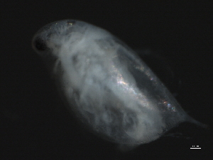  ( - 09PROBE-02922)  @12 [ ] CreativeCommons - Attribution (2009) CBG Photography Group Centre for Biodiversity Genomics