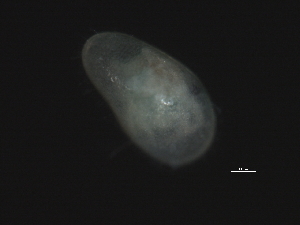  ( - 09PROBE-02971)  @11 [ ] CreativeCommons - Attribution (2009) CBG Photography Group Centre for Biodiversity Genomics