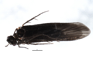  ( - 07ELEPT-231)  @13 [ ] CreativeCommons - Attribution (2008) CBG Photography Group Centre for Biodiversity Genomics