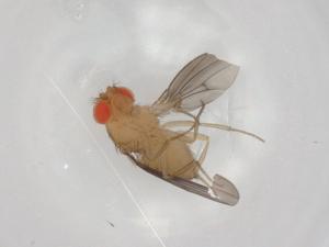  ( - BIOUG93647-A10)  @11 [ ] CreativeCommons - Attribution (2022) Centre for Biodiversity Genomics Centre for Biodiversity Genomics