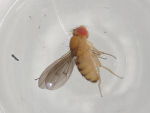  ( - BIOUG93647-H03)  @11 [ ] CreativeCommons - Attribution (2022) Centre for Biodiversity Genomics Centre for Biodiversity Genomics