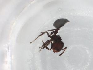  ( - BIOUG93806-D08)  @11 [ ] CreativeCommons - Attribution (2022) Centre for Biodiversity Genomics Centre for Biodiversity Genomics