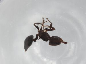  ( - BIOUG95748-H11)  @11 [ ] CreativeCommons - Attribution (2022) Centre for Biodiversity Genomics Centre for Biodiversity Genomics