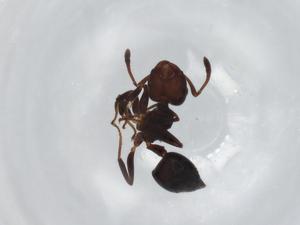  ( - BIOUG95749-E08)  @11 [ ] CreativeCommons - Attribution (2023) Centre for Biodiversity Genomics Centre for Biodiversity Genomics