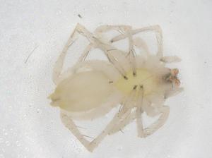  ( - CBG-A10010-G05)  @11 [ ] CreativeCommons - Attribution Share - Alike (2023) Centre for Biodiversity Genomics Centre for Biodiversity Genomics