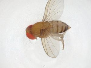  (Rhinoleucophenga - CBG-A10022-G01)  @11 [ ] CreativeCommons - Attribution Share - Alike (2023) Centre for Biodiversity Genomics Centre for Biodiversity Genomics