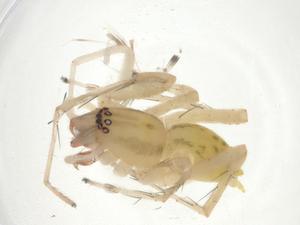  ( - CBG-A10025-H11)  @11 [ ] CreativeCommons - Attribution Share - Alike (2023) Centre for Biodiversity Genomics Centre for Biodiversity Genomics