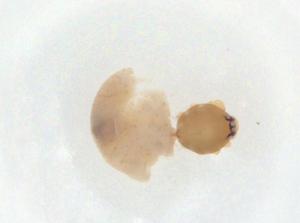  ( - CBG-A10028-C02)  @11 [ ] CreativeCommons - Attribution Share - Alike (2023) Centre for Biodiversity Genomics Centre for Biodiversity Genomics