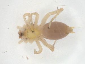  ( - CBG-A10036-G08)  @11 [ ] CreativeCommons - Attribution Share - Alike (2023) Centre for Biodiversity Genomics Centre for Biodiversity Genomics