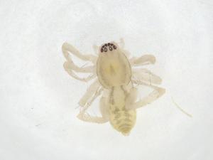  ( - CBG-A10041-B10)  @11 [ ] CreativeCommons - Attribution Share - Alike (2023) Centre for Biodiversity Genomics Centre for Biodiversity Genomics