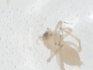  ( - CBG-A10514-H05)  @11 [ ] CreativeCommons - Attribution Share - Alike (2023) Centre for Biodiversity Genomics Centre for Biodiversity Genomics