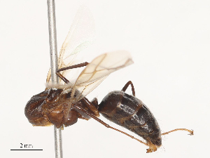  ( - CBG-A48592-A08)  @11 [ ] CreativeCommons - Attribution Share - Alike (2024) CBG Photography Group Centre for Biodiversity Genomics