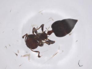  ( - CBG-A51769-D06)  @11 [ ] CreativeCommons - Attribution Share - Alike (2024) Centre for Biodiversity Genomics Centre for Biodiversity Genomics