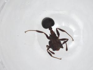  ( - CBG-A51778-G07)  @11 [ ] CreativeCommons - Attribution Share - Alike (2024) Centre for Biodiversity Genomics Centre for Biodiversity Genomics