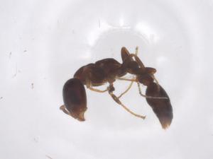  (Pseudomyrmex AAU3279 - CBG-A51779-F07)  @11 [ ] CreativeCommons - Attribution Share - Alike (2024) Centre for Biodiversity Genomics Centre for Biodiversity Genomics