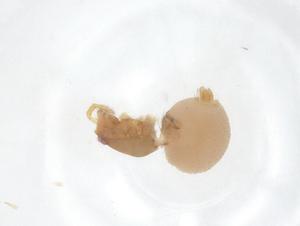  ( - CBG-A51781-H04)  @11 [ ] CreativeCommons - Attribution Share - Alike (2024) Centre for Biodiversity Genomics Centre for Biodiversity Genomics