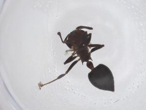  ( - CBG-A51796-E10)  @11 [ ] CreativeCommons - Attribution Share - Alike (2024) Centre for Biodiversity Genomics Centre for Biodiversity Genomics