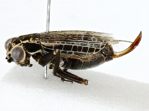  ( - BIOUG91302-F03)  @11 [ ] CreativeCommons - Attribution (2022) CBG Photography Group Centre for Biodiversity Genomics