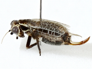  ( - BIOUG91302-F04)  @11 [ ] CreativeCommons - Attribution (2022) CBG Photography Group Centre for Biodiversity Genomics