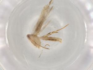  ( - BIOUG95185-E10)  @11 [ ] CreativeCommons - Attribution (2022) Centre for Biodiversity Genomics Centre for Biodiversity Genomics