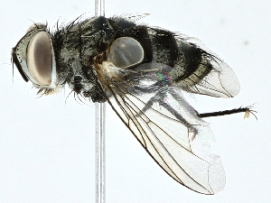  ( - BIOUG95344-D11)  @11 [ ] CreativeCommons - Attribution (2022) CBG Photography Group Centre for Biodiversity Genomics