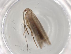  ( - BIOUG95756-H10)  @11 [ ] CreativeCommons - Attribution (2023) Centre for Biodiversity Genomics Centre for Biodiversity Genomics