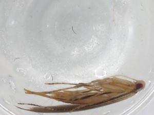  ( - BIOUG95757-A12)  @11 [ ] CreativeCommons - Attribution (2023) Centre for Biodiversity Genomics Centre for Biodiversity Genomics